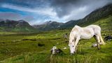 Connemara-Pony beim Grasen im Nationalpark