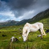 Connemara-Pony beim Grasen im Nationalpark