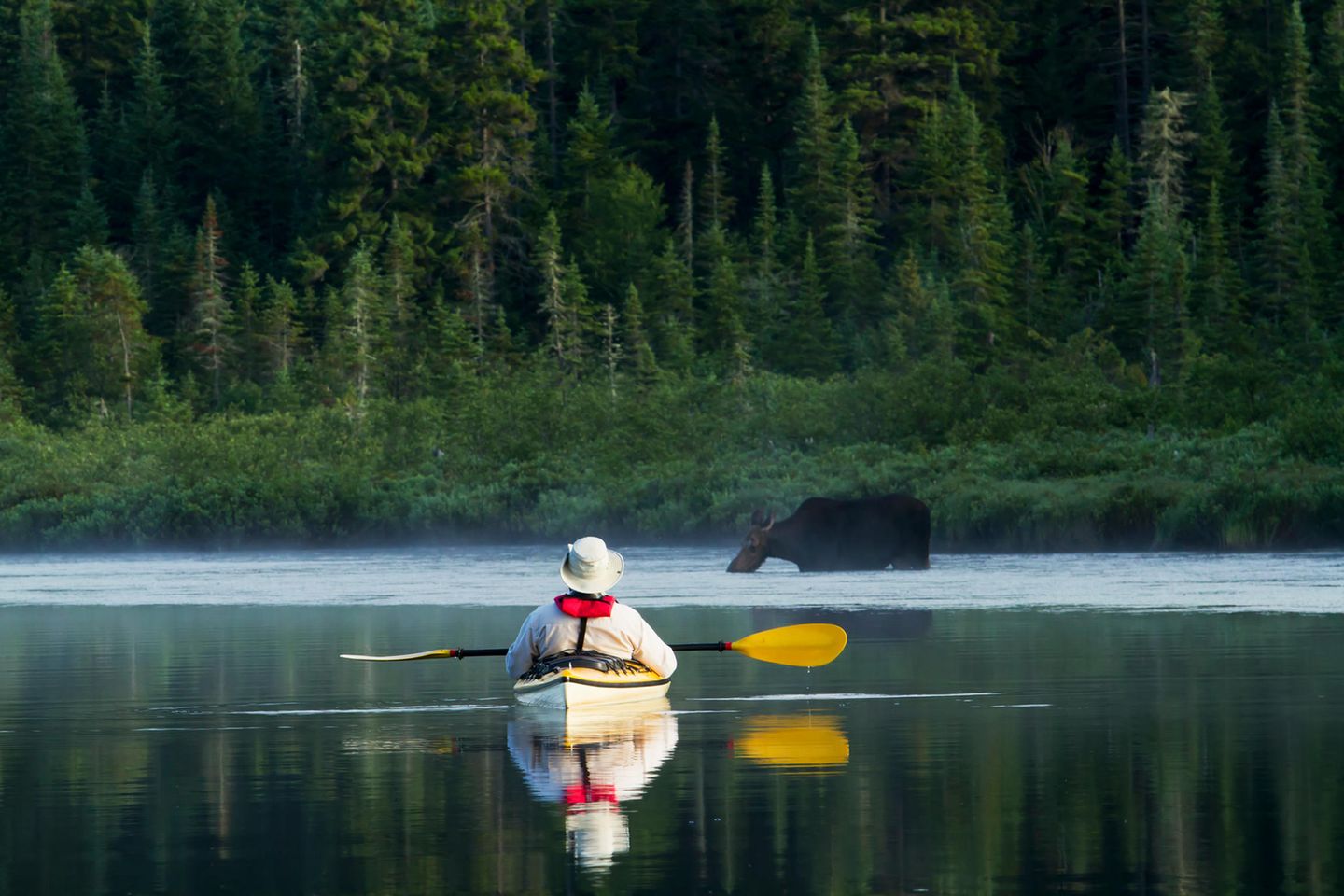 Paddler sitzt in seinem Boot und beobachtet einen Elch, der im Wasser steht und trinkt