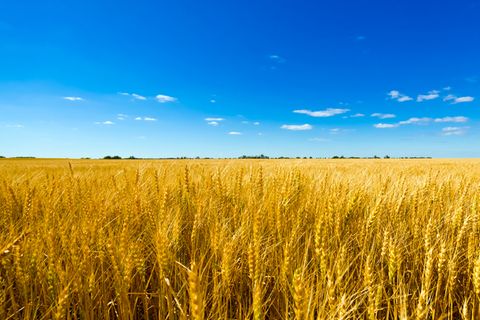 Weizenfeld: Ein Großteil des aus der Ukraine importierten Getreides landet in Futtertrögen