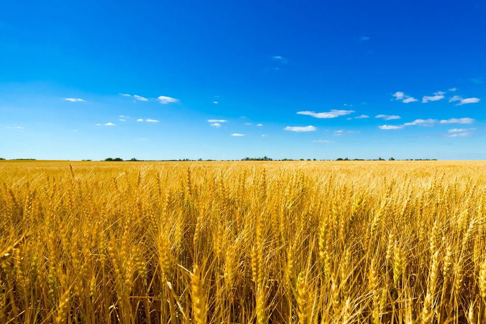 Weizenfeld: Ein Großteil des aus der Ukraine importierten Getreides landet in Futtertrögen