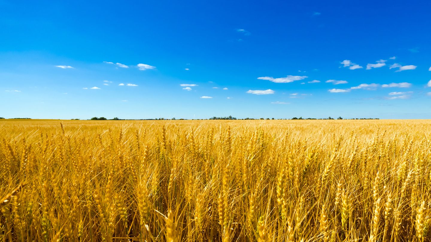 Agrarökonom erklärt, warum wir weniger Fleisch essen sollten - [GEO]
