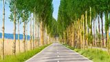 Pappelallee auf der Insel Reichenau
