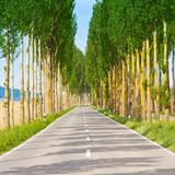 Pappelallee auf der Insel Reichenau