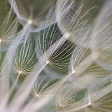 Nahaufnahme von Wiesenbocksbart