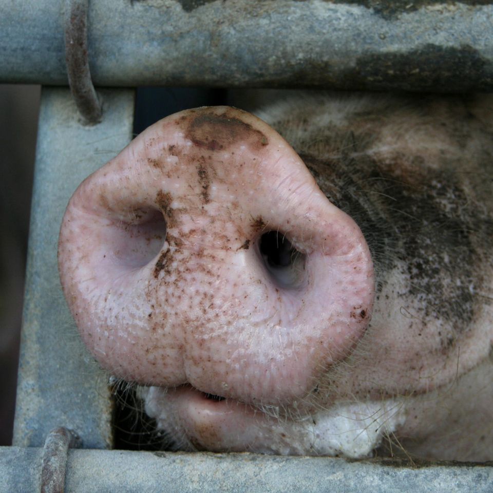 Schwein in der Massentierhaltung