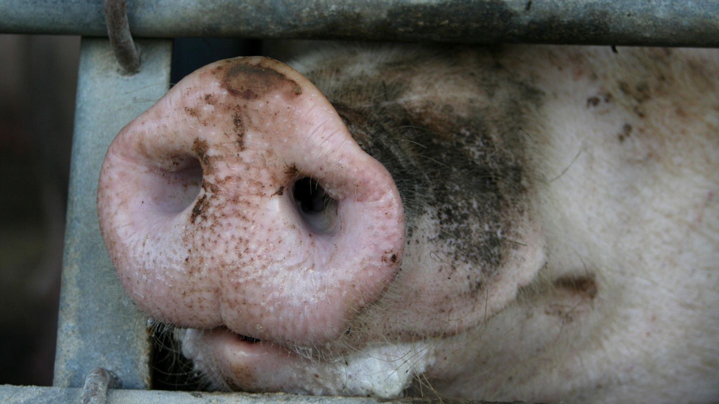 Schwein in der Massentierhaltung