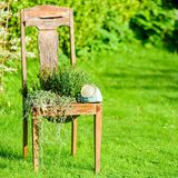 Alter Stuhl aus dessen Sitzfläche Pflanzen wachsen.