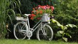Altes Fahrrad mit Blumen im Fahrradkorb