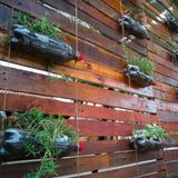 Mit Pflanzen bestückte Plastikflaschen an einer Holzwand