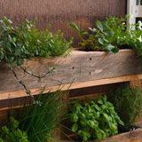 Kräuter in einem Palettenregal