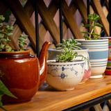 Pflanzen in altem Geschirr