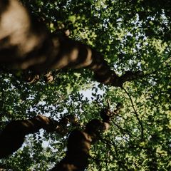 Übersichtskarte: Wo es in Deutschland noch echte Wildnis gibt