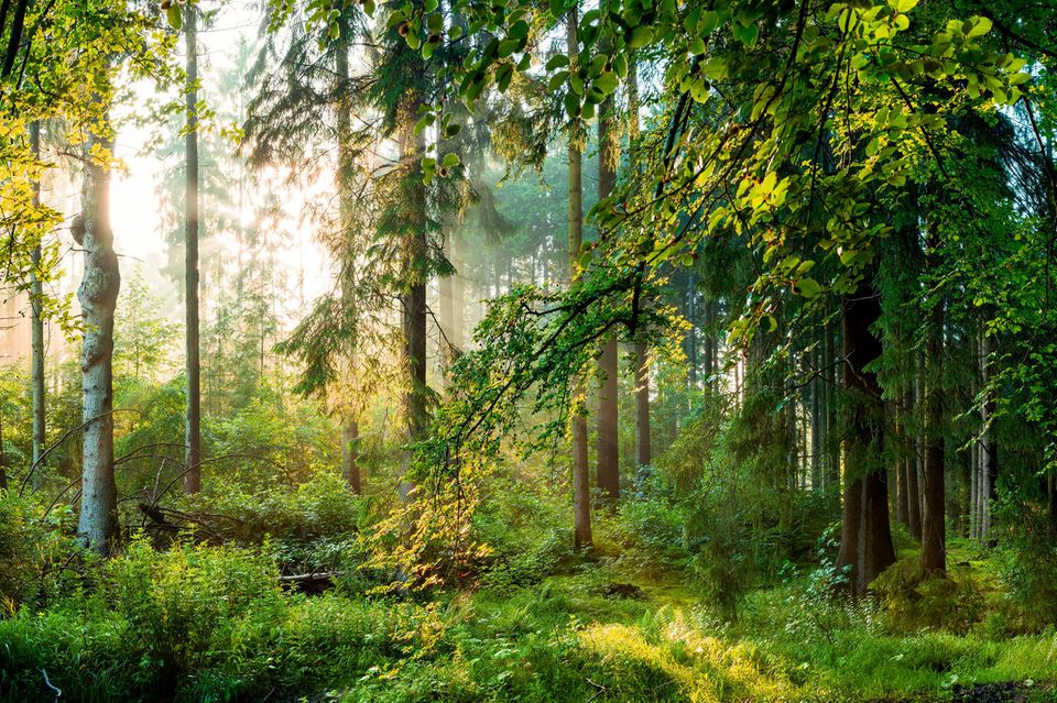 Aufruf: GEO schafft Wildnis: Helfen Sie mit Ihrer Spende, Wälder in Wildnis zu verwandeln