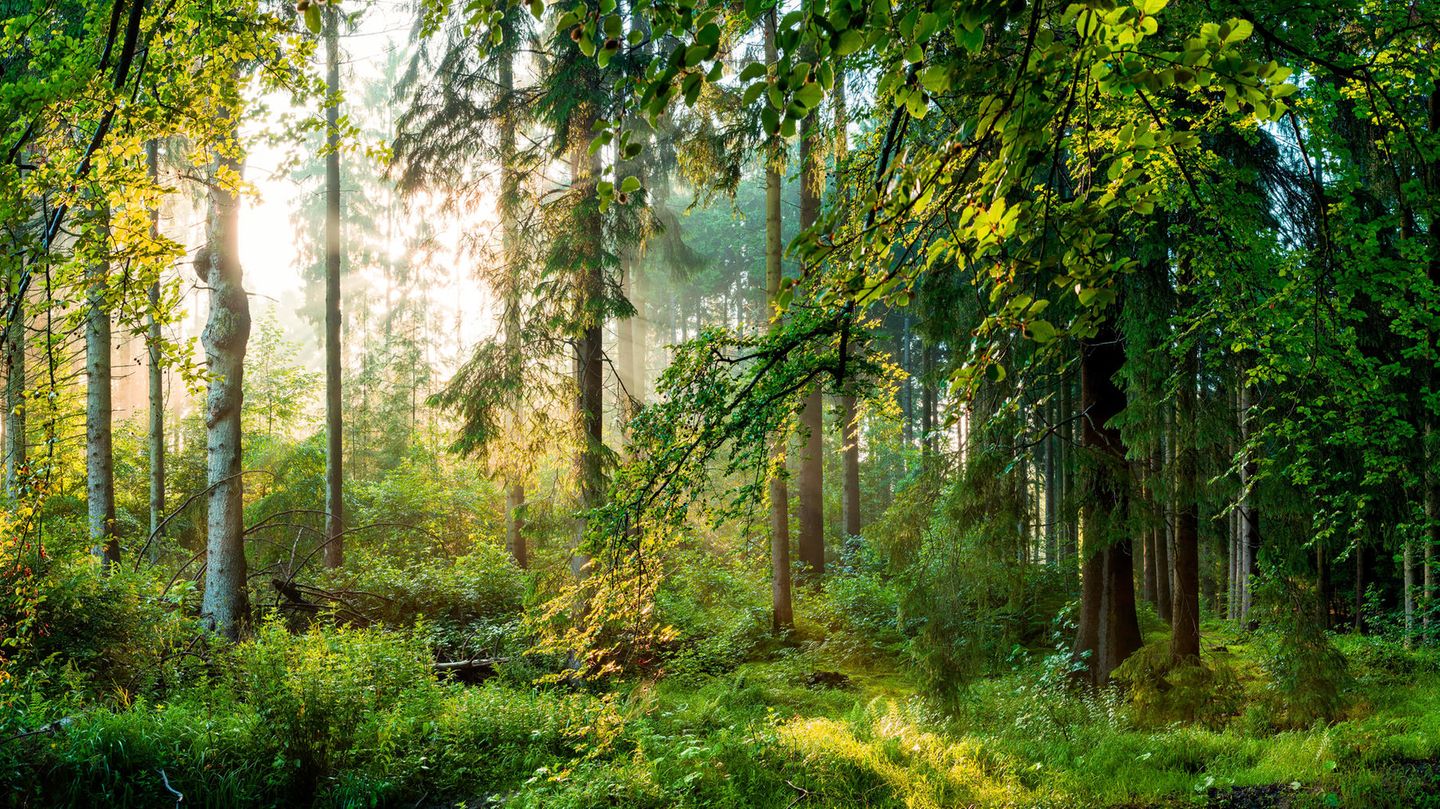 Aufruf: GEO schafft Wildnis: Wir verwandeln Wälder in Wildnis