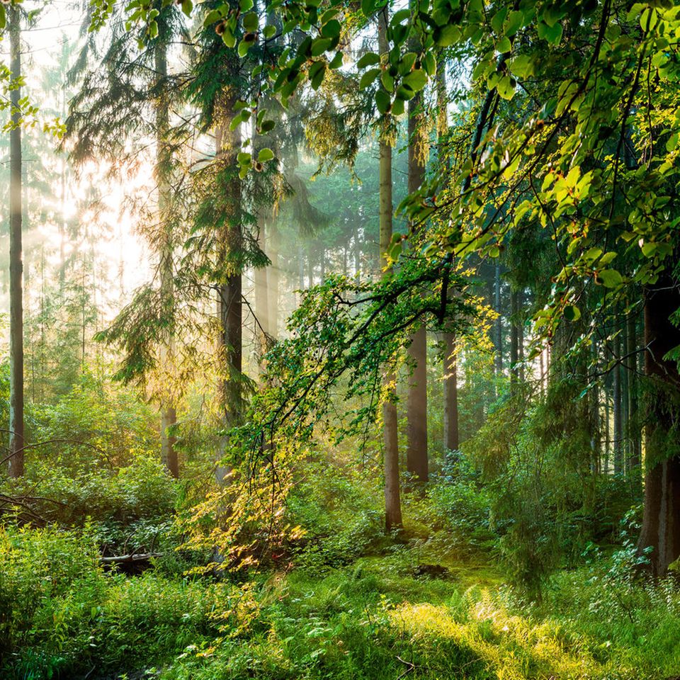 Aufruf: GEO schafft Wildnis: Wir verwandeln Wälder in Wildnis