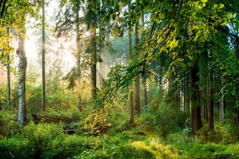 Aufruf: GEO schafft Wildnis: Wir verwandeln Wälder in Wildnis