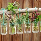 Frische kräuter in gläsern