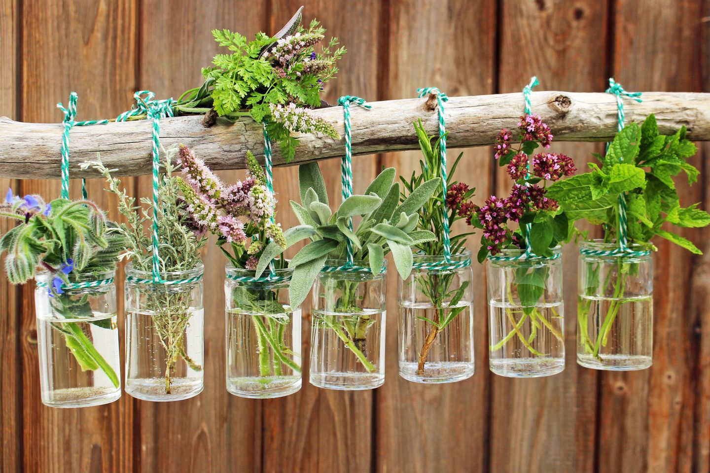 Frische kräuter in gläsern