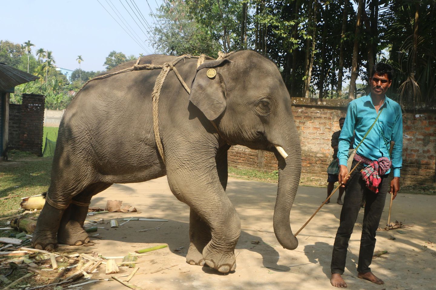 Ein Mann versucht ein Elefantenjunges gewaltfrei zu zähmen.
