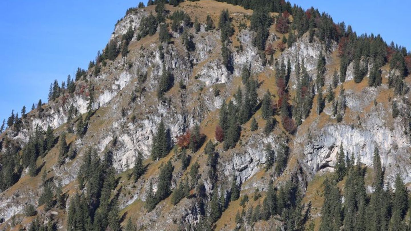 Nadelbäume stehen in den Steillagen der Allgäuer Alpen