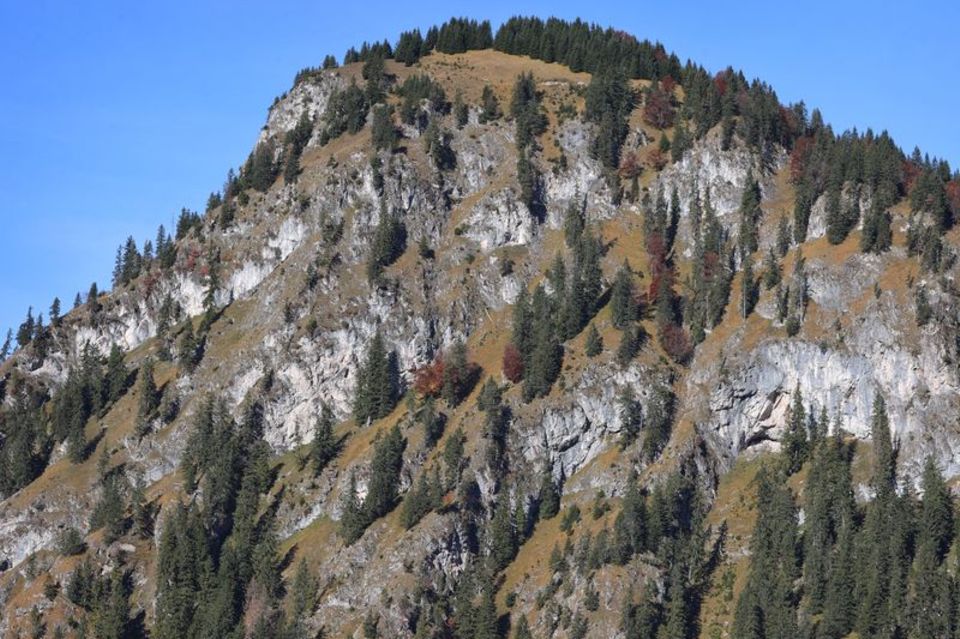 Nadelbäume stehen in den Steillagen der Allgäuer Alpen