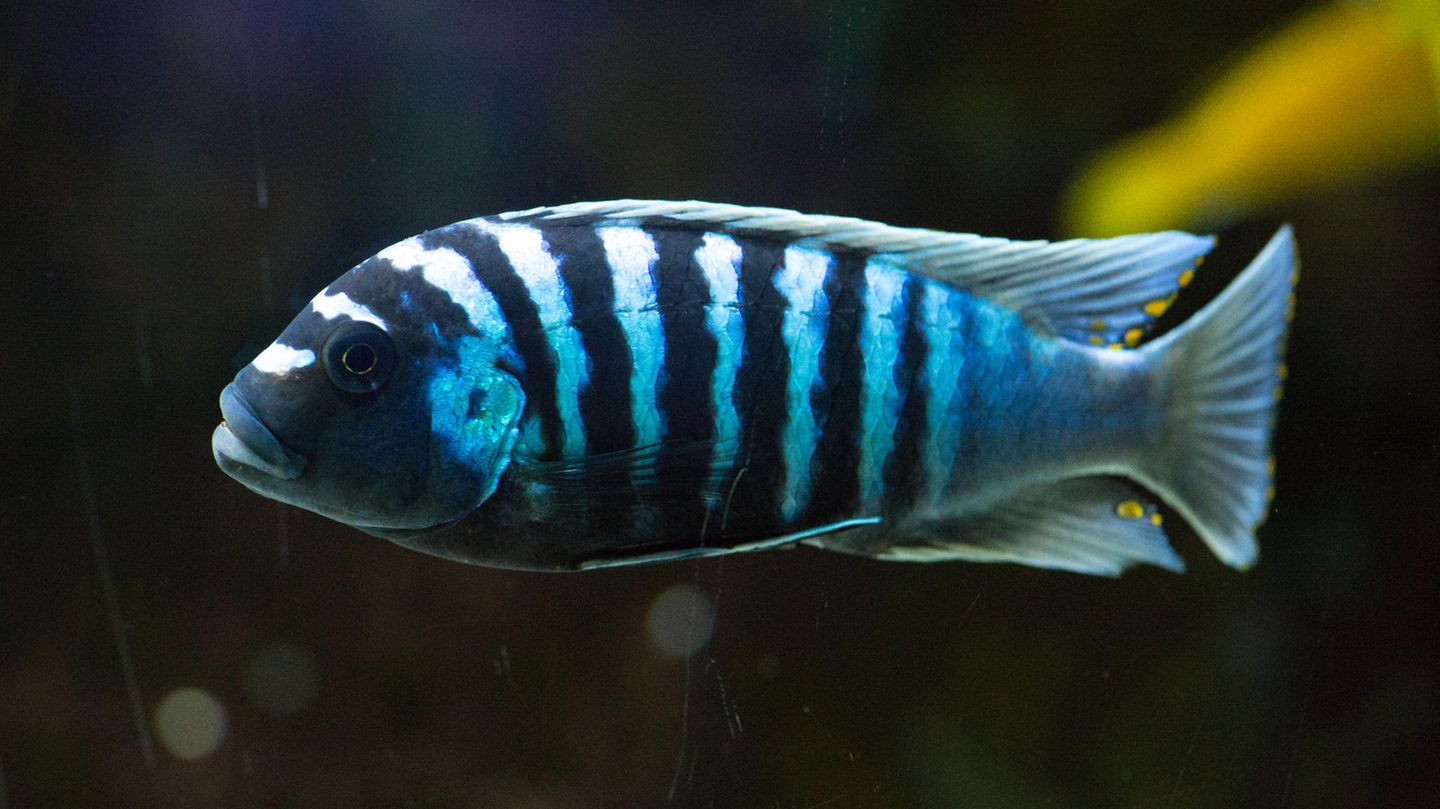 Blauer Malawibuntbarsch (Maylandia zebra oder Pseudotropheus zebra oder Metriaclima zebra) im Zoo-Aquarium in Berlin