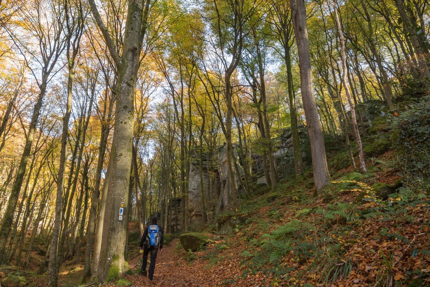 Wanderer im Wald in Luxemburg