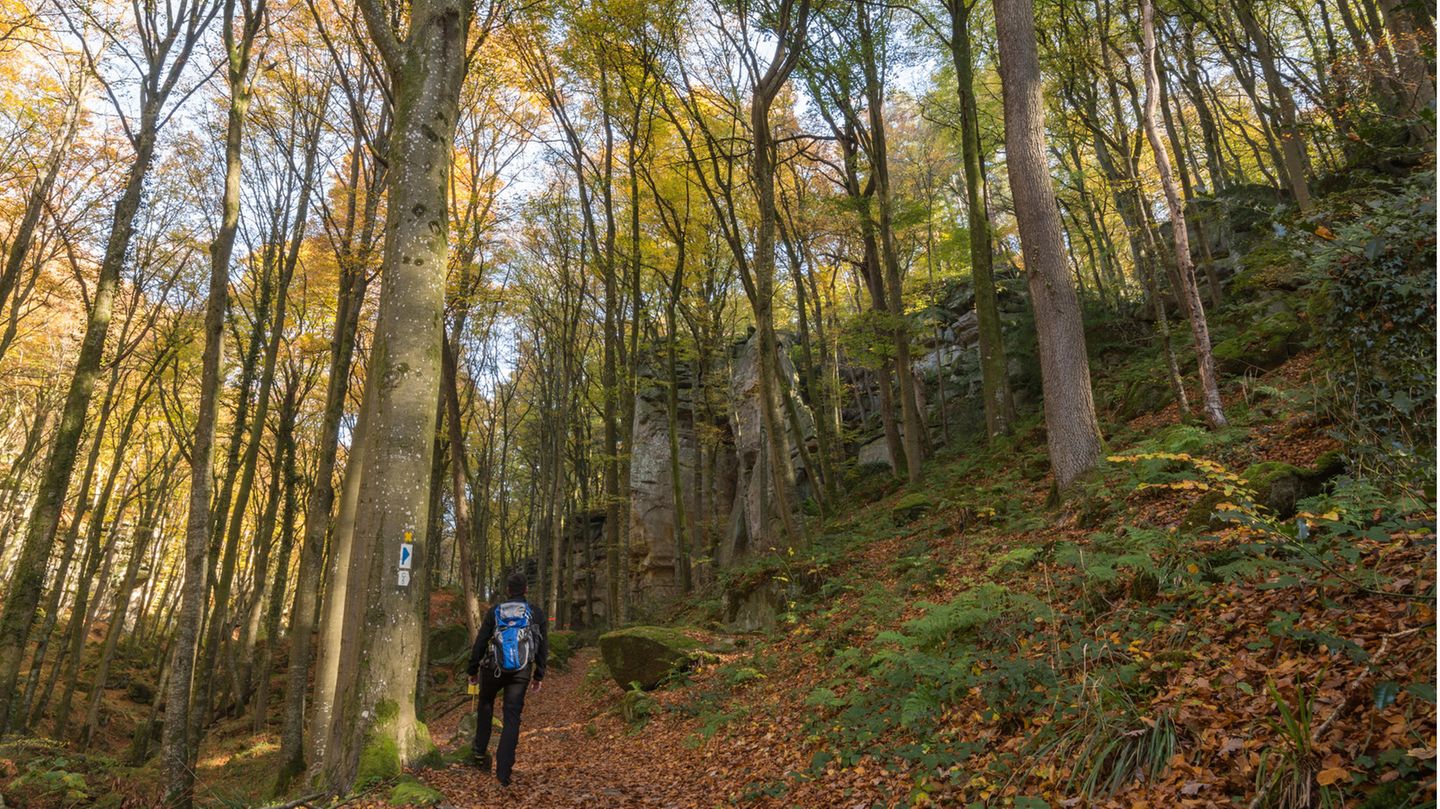 Wanderer im Wald in Luxemburg