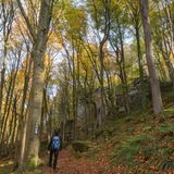 Wanderer im Wald in Luxemburg