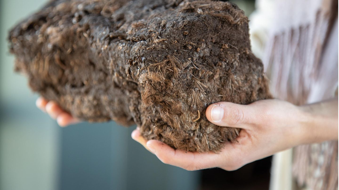 Torf aus einem Moor: Wegen des Klimaschutzes werden in den nächsten Jahren auch landwirtschaftlich genutzte frühere Moorflächen renaturiert werden. Die konkreten Auswirkungen sind für die Landwirte noch unklar