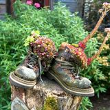 Blumen, die aus alten Stiefeln herauswachsen