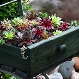 Blumen in einer alten Schublade