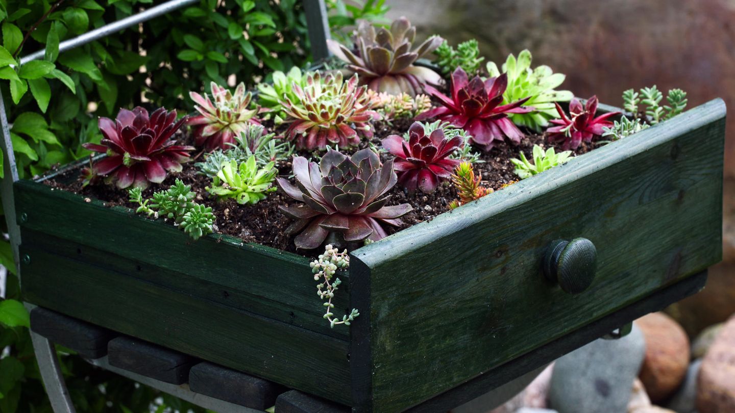 Blumen in einer alten Schublade