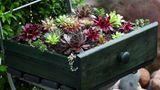 Blumen in einer alten Schublade