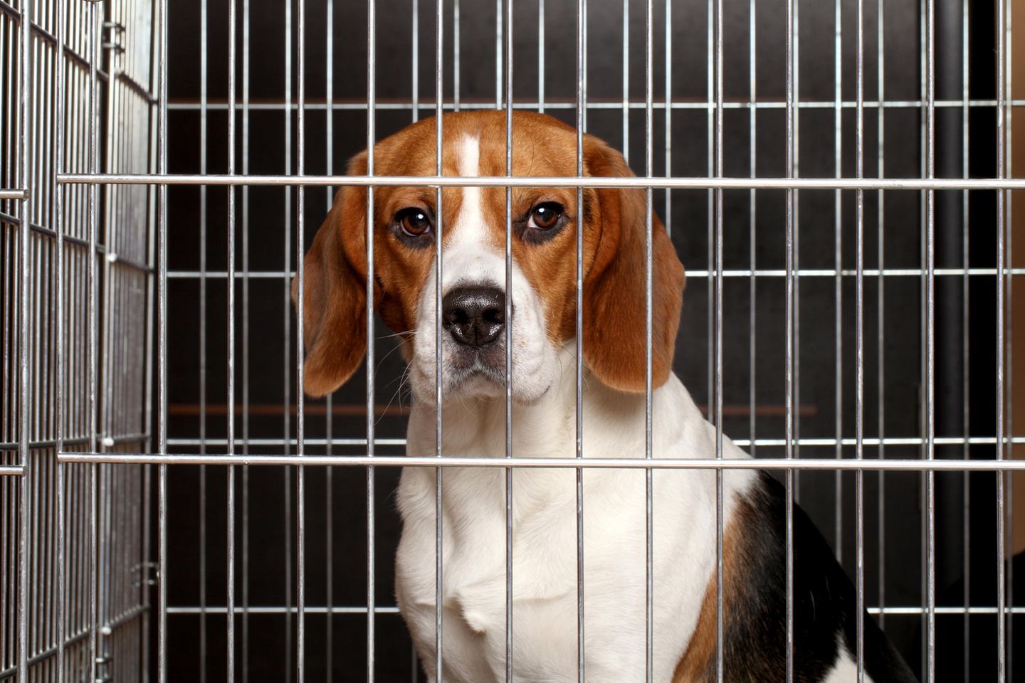 Beagle im Käfig (Symbolbild): Leiden für die Implantologie
