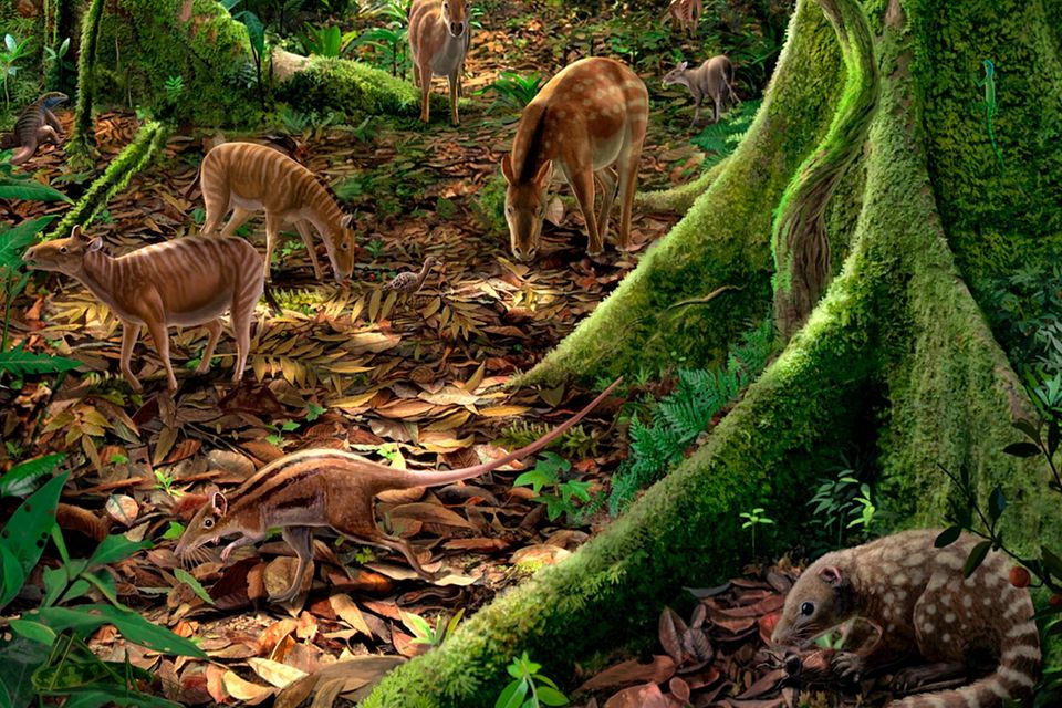 Die Funde von Messel zeigen: Damals, vor rund 48 Millionen Jahren, wucherte hierzulande ein üppiger Dschungel, in dem unter anderem Urpferde umherliefen