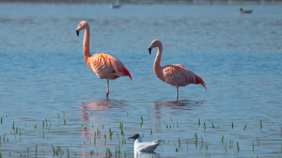 Flamingos im Zwillbrocker Venn Flamingos im Zwillbrocker Venn