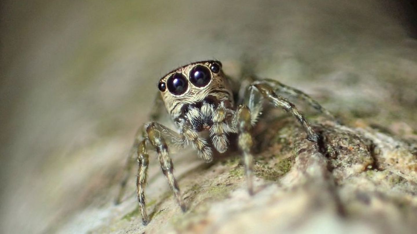Spinne