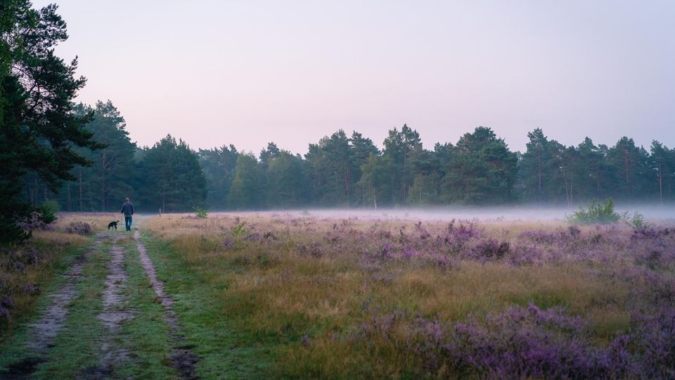 Heideblüte im Naturpark Senne Heideblüte im Naturpark Senne
