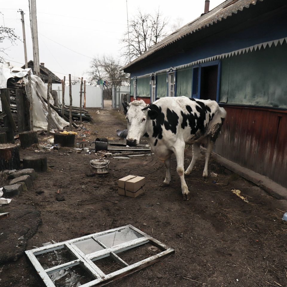 Zwischen den Fronten: Teteriw in der Nähe von Kiew: Das Dorf wurde nach dem Einmarsch der russischen Truppen komplett evakuiert. Zurück blieb diese Kuh Teteriw in der Nähe von Kiew: Das Dorf wurde nach dem Einmarsch der russischen Truppen komplett evakuiert. Zurück blieb diese Kuh