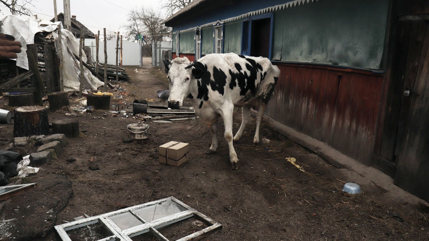 Wie Tiere In Der Ukrainischen Landwirtschaft Unter Dem Krieg Leiden - [GEO]