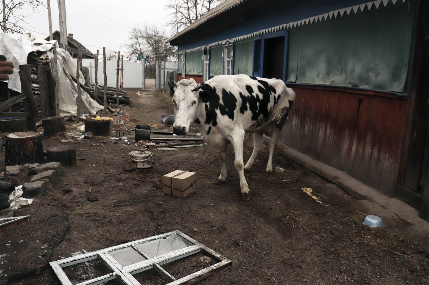 Teteriw in der Nähe von Kiew: Das Dorf wurde nach dem Einmarsch der russischen Truppen komplett evakuiert. Zurück blieb diese Kuh