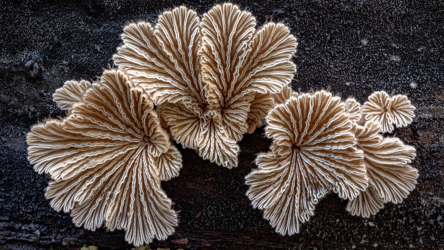 Sieht nicht nur gut aus, sondern kann auch reden: der Gemeine Spaltblättling (Schizophyllum commune)