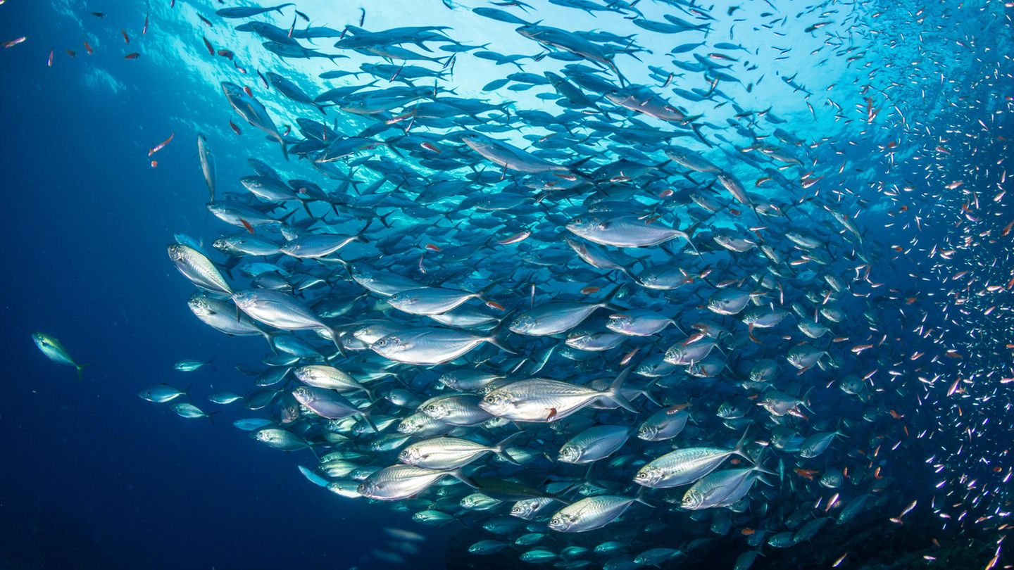 Fischschwarm