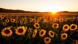 Sonnenblumenfeld in der Goldenen Aue, Südharz