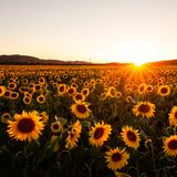 Sonnenblumenfeld in der Goldenen Aue, Südharz