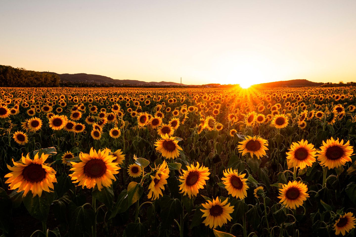 Sonnenblumenfeld in der Goldenen Aue, Südharz