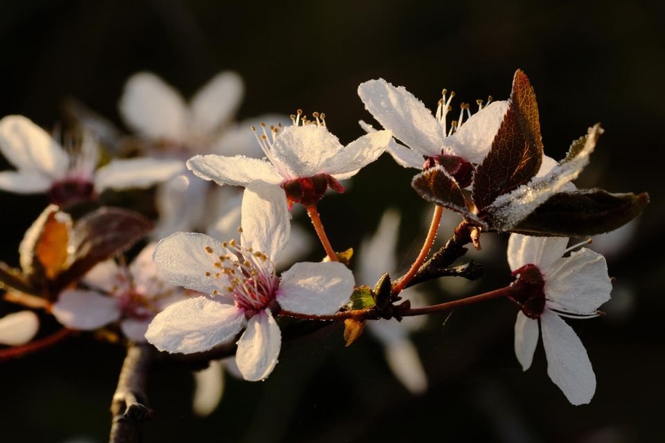 Blüten einer Zierkirsche, die von Tautropfen und Reif bedeckt sind, leuchten im Licht der Morgensonne