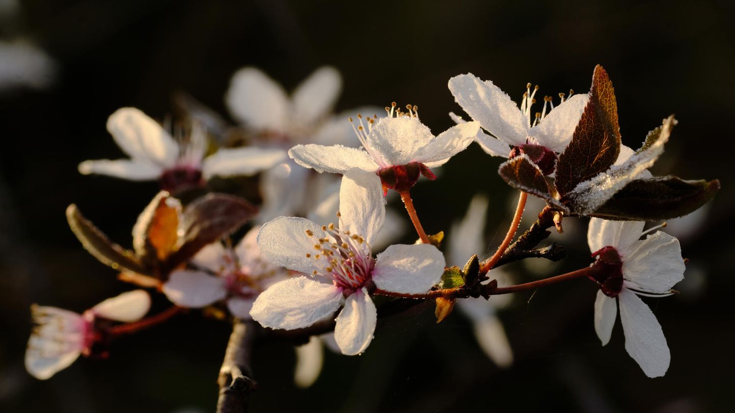 Blüten einer Zierkirsche, die von Tautropfen und Reif bedeckt sind, leuchten im Licht der Morgensonne